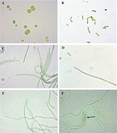 Light microscope images of isolated unicellular and filamentous ...