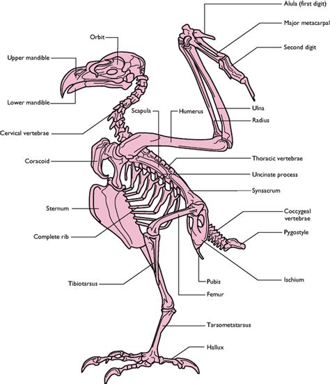 Birds | Veterian Key