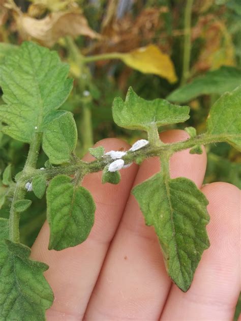 Little white bugs on my tomato plants. : r/gardening