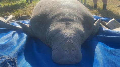 Six stranded manatees rescued from Pine Island Conservation Island pond ...