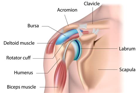 What are Common Signs of Rotator Cuff Injuries? - OMG Tampa Bay