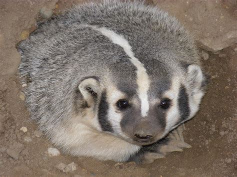 File:AmericanBadger.JPG - Wikimedia Commons