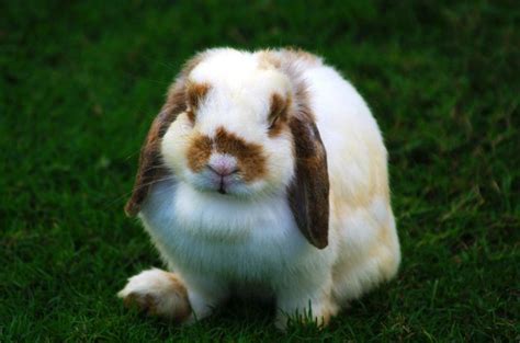 Holland Lop Rabbit Health, Temperament, Coat, Health and Care ...