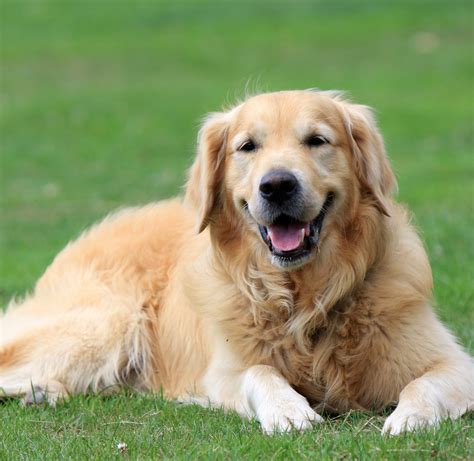 Golden Retriever Dog Free Stock Photo - Public Domain Pictures