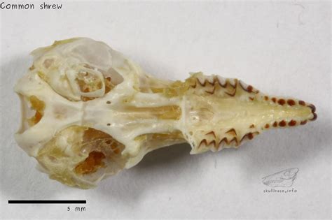 Common shrew - male - Skull Base