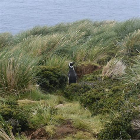 Magellanic penguin nesting at San Juan Cape | Download Scientific Diagram