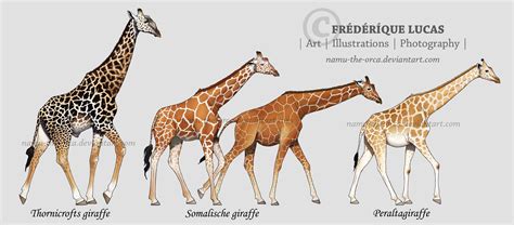 Giraffe, Giraffe species, African giraffe