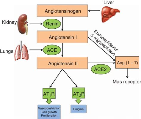 Renin Angiotensin System Animation