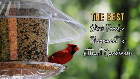 The Best Bird Feeder Placement to Attract Cardinals – Cardinal Memorials