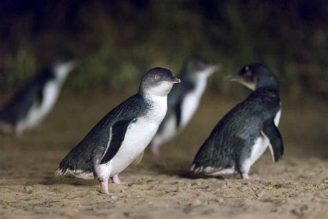 Penguin Parade: Watching Little Penguins Getting Home In Phillip Island ...