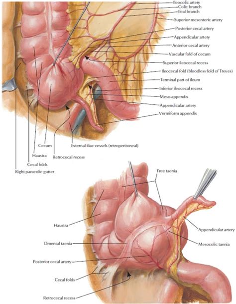 Cecum anatomy, cecum location, cecum function, cancer & inflammation