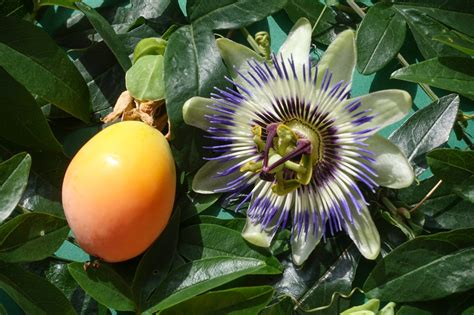 Passiflora caerulea (Bluecrown Passionflower, Blue Passionflower ...