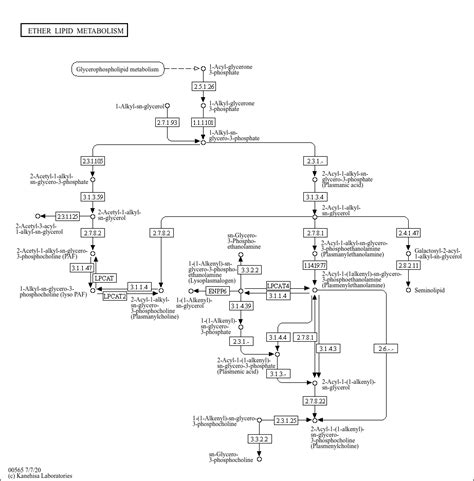 KEGG PATHWAY: Ether lipid metabolism - Reference pathway