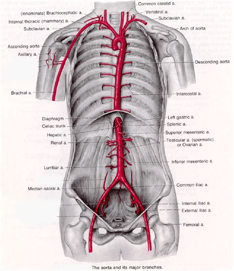 Aortic Dissection: Aortic Dissection Grey''s Anatomy