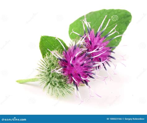 Burdock Flower Isolated On White Background. Medicinal Plant: Arctium ...