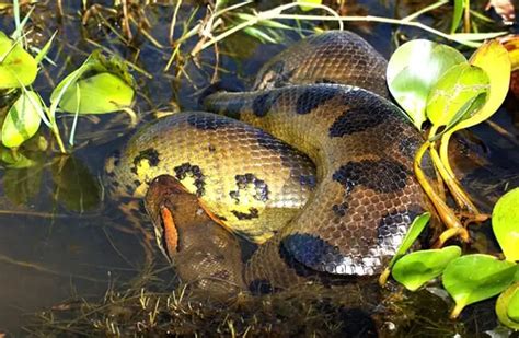 Anaconda - Description, Habitat, Image, Diet, and Interesting Facts