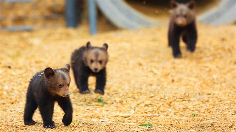 14 Pictures of the Cutest Bear Cubs You'll Ever See | PETA