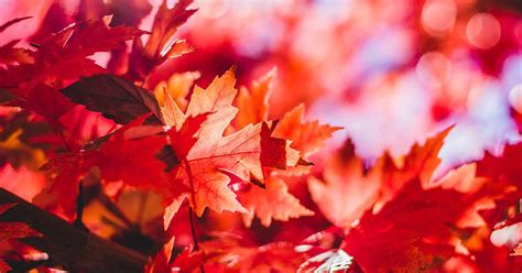 10 Trees With Red Fall Leaves - The Garden Magazine