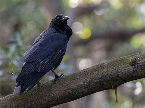 Australian Raven Bird Facts (Corvus coronoides) | Birdfact