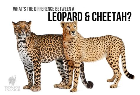 difference-between-cheetah-leopard - Thomson Safaris