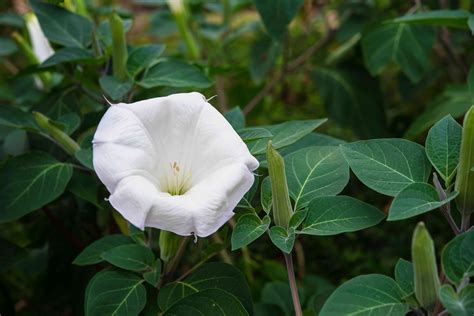 Moonflower: Plant Care & Growing Guide