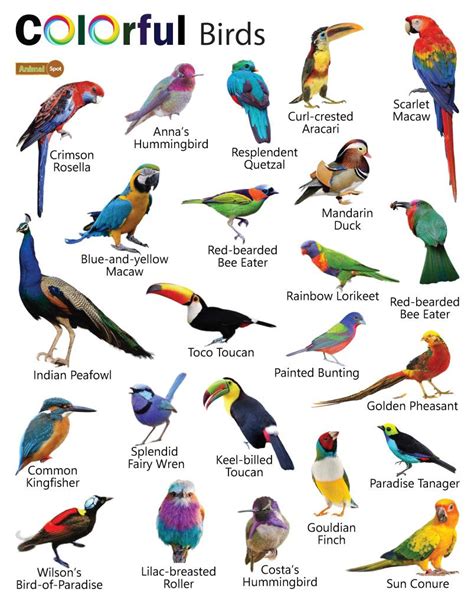 Colorful Birds – Facts, List, Pictures