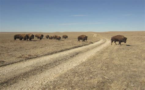 Buffalo Tallgrass Prairie National Preserve, Flint Hills Mark Herse ...