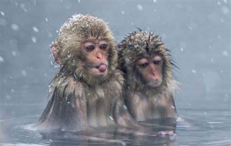 Cute macaque monkeys enjoy the hot springs in snowy conditions in Japan ...