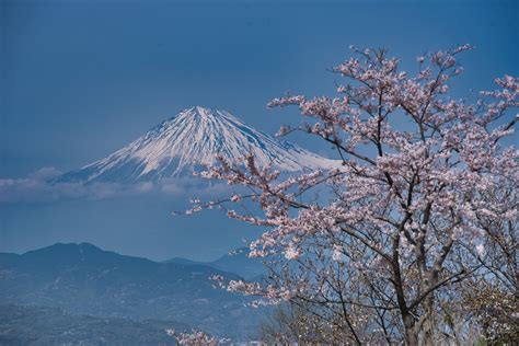 Mt. Fuji and cherry blossoms :: Behance