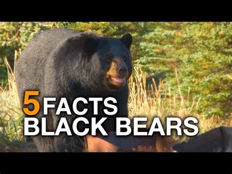 How long do black bear cubs stay with mother?