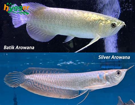 Fish Profiles - Arowana Fish Distribution and Types