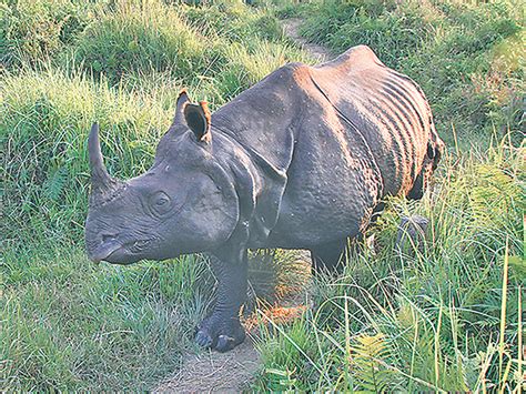 Rhino habitats destroyed after floods: CNP