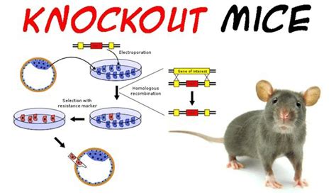 What is a Conditional Knockout Mouse and Its Necessity? | LaptrinhX