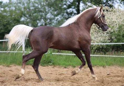 15 Interesting Facts About Palomino Horses You Should Know | Levo