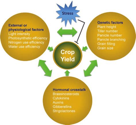 Schematic representation of factors determining crop yield in rice. The ...