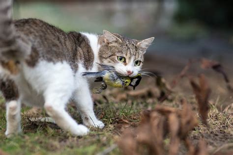 Licht Wolf rasieren amseljunge vor katzen schützen ausdrücken Ablauf ...