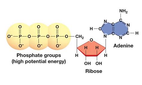 Diagram Of Atp Molecule