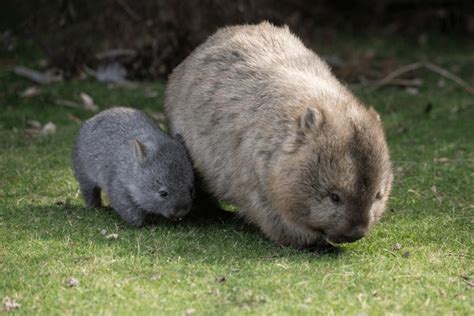 Baby wombat: - Democratic Underground Forums