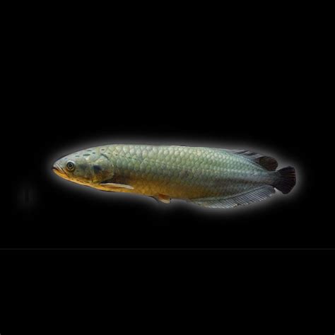 AROWANA – Predatory Fins