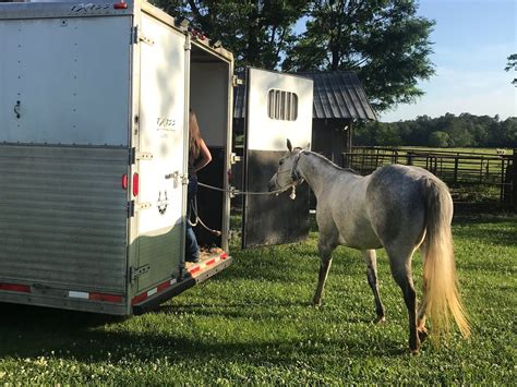 How Tall Is A Horse Trailer? Heights Of Popular Models