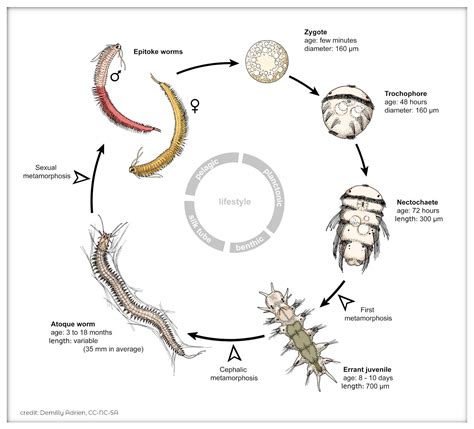 Annelids