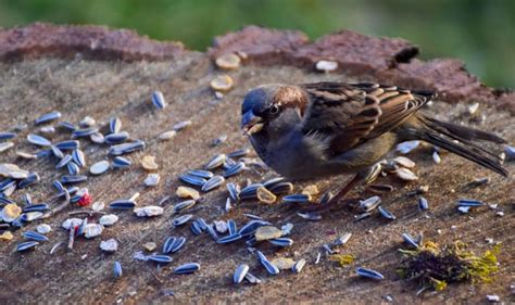 Do Birds Eat Seeds?