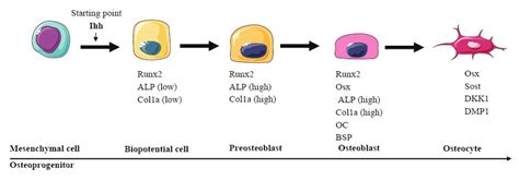 Model proposed for osteoblast differentiation from MSCs. Ihh is the ...