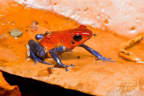 Strawberry Poison Dart Frog Photograph by B.G. Thomson - Fine Art America