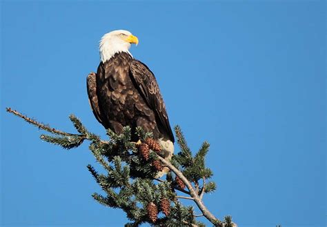 Anacortes Whale Watching Tours - Anacortes Whale Watching Tours