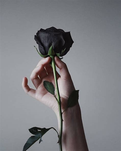 236 Hd Wallpaper Of Black Rose - MyWeb