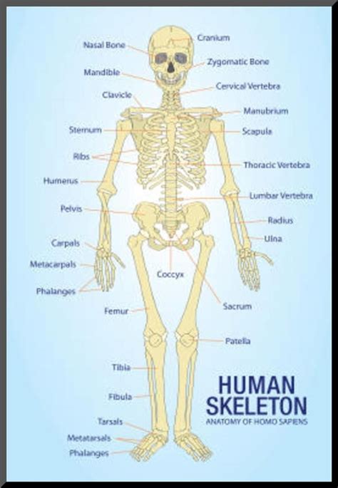 Printable Human Skeleton Labeled