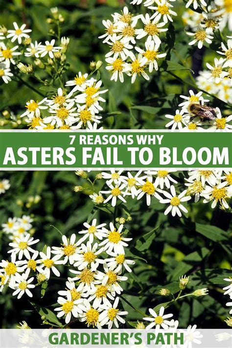 7 Reasons Why Asters Fail to Bloom (And What to Do About It)