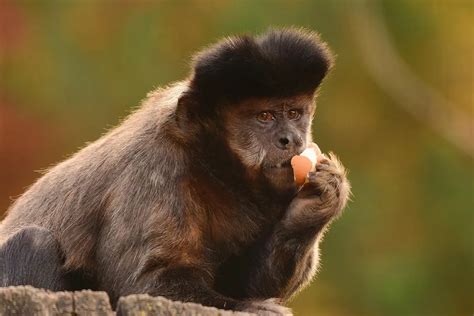 Brown Capuchin | The Animal Facts | Appearance, Diet, Habitat, Behavior