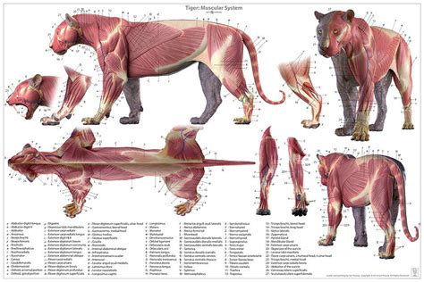 Tiger Anatomy Chart – Jun's anatomy